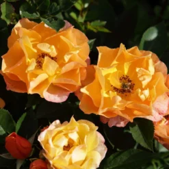 'Palace Fleur' Patio Shrub Rose -Plant Promotion Shop 01 086 Fleur PALACE mit Biene
