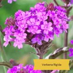 Top Tall Perennials | Plants For Height And Structure 15 Top Tall Perennials | Plants For Height And Structure -Plant Promotion Shop 10 1d634c01 3471 4932 823e f7753098c26b