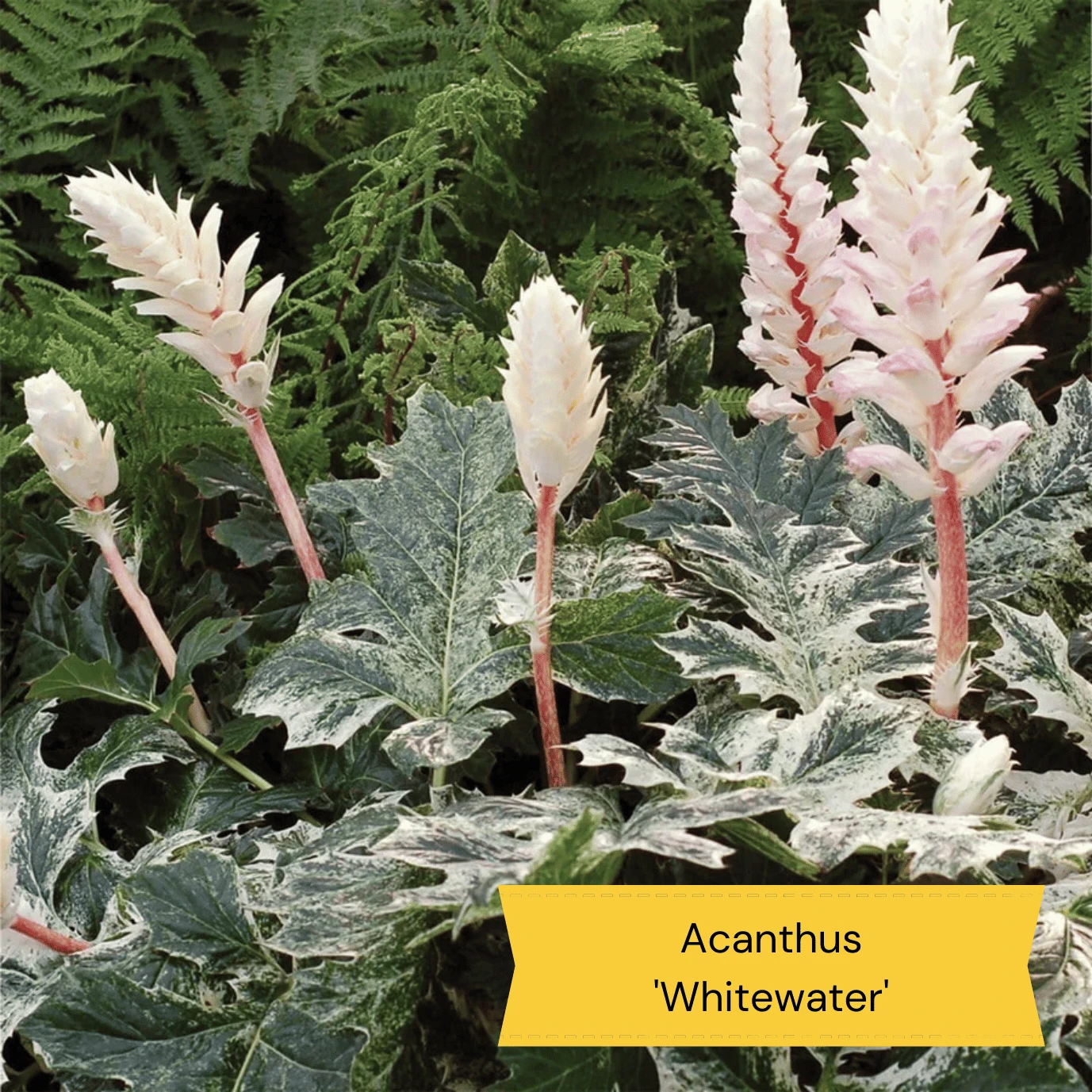 Best Ground Cover Plants | A Carpet Of Flowers 11 Best Ground Cover Plants | A Carpet Of Flowers - Image 11