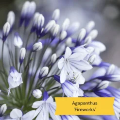 Best Tall Flowers | Perennials For Colour And Height 21 Best Tall Flowers | Perennials For Colour And Height -Plant Promotion Shop 10 c48fa3ae 628f 42ad b6d6 8e20d5d5b03b