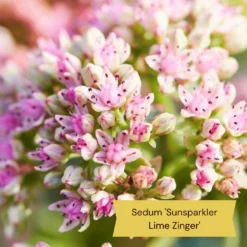 Best Ground Cover Plants | A Carpet Of Flowers 23 Best Ground Cover Plants | A Carpet Of Flowers -Plant Promotion Shop 11 9c709cd7 e431 4793 a85a 286244c8f554