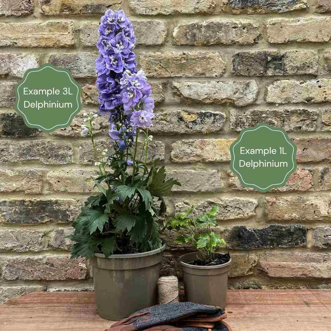 Delphinium 'Highlander Moonlight' 4 Delphinium 'Highlander Moonlight' - Image 4
