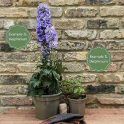 Delphinium 'Delgenius Juliette' -Plant Promotion Shop 11 e4d27063 9b49 4915 b213 2243c8066ab6