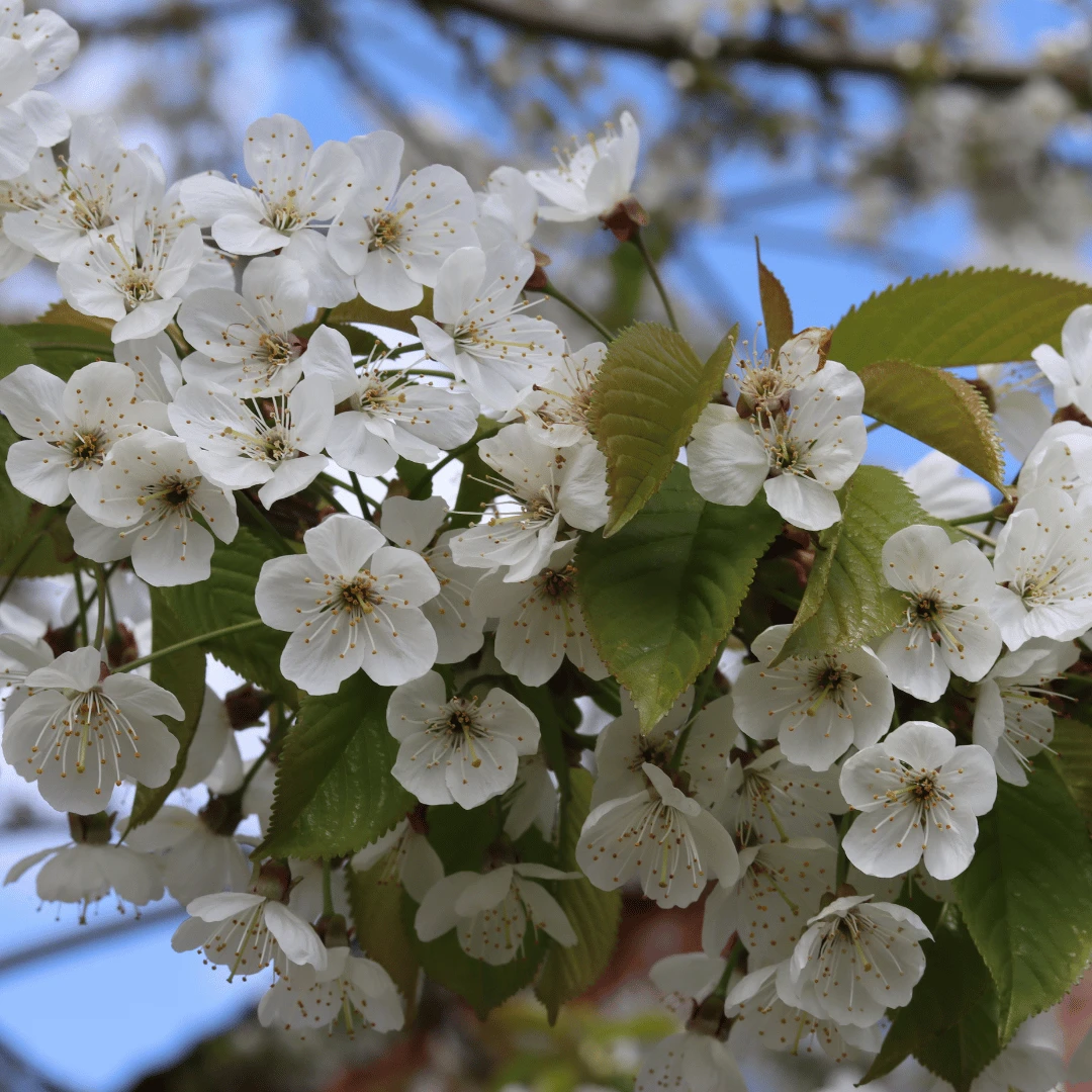 Great White Cherry Blossom Tree | Prunus 'Tai-Haku' 2 Great White Cherry Blossom Tree | Prunus 'Tai-Haku' - Image 2