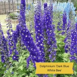 Top Tall Perennials | Plants For Height And Structure 16 Top Tall Perennials | Plants For Height And Structure -Plant Promotion Shop 1 1f2c63ee 664d 43ad b58a 412f92c2ecda