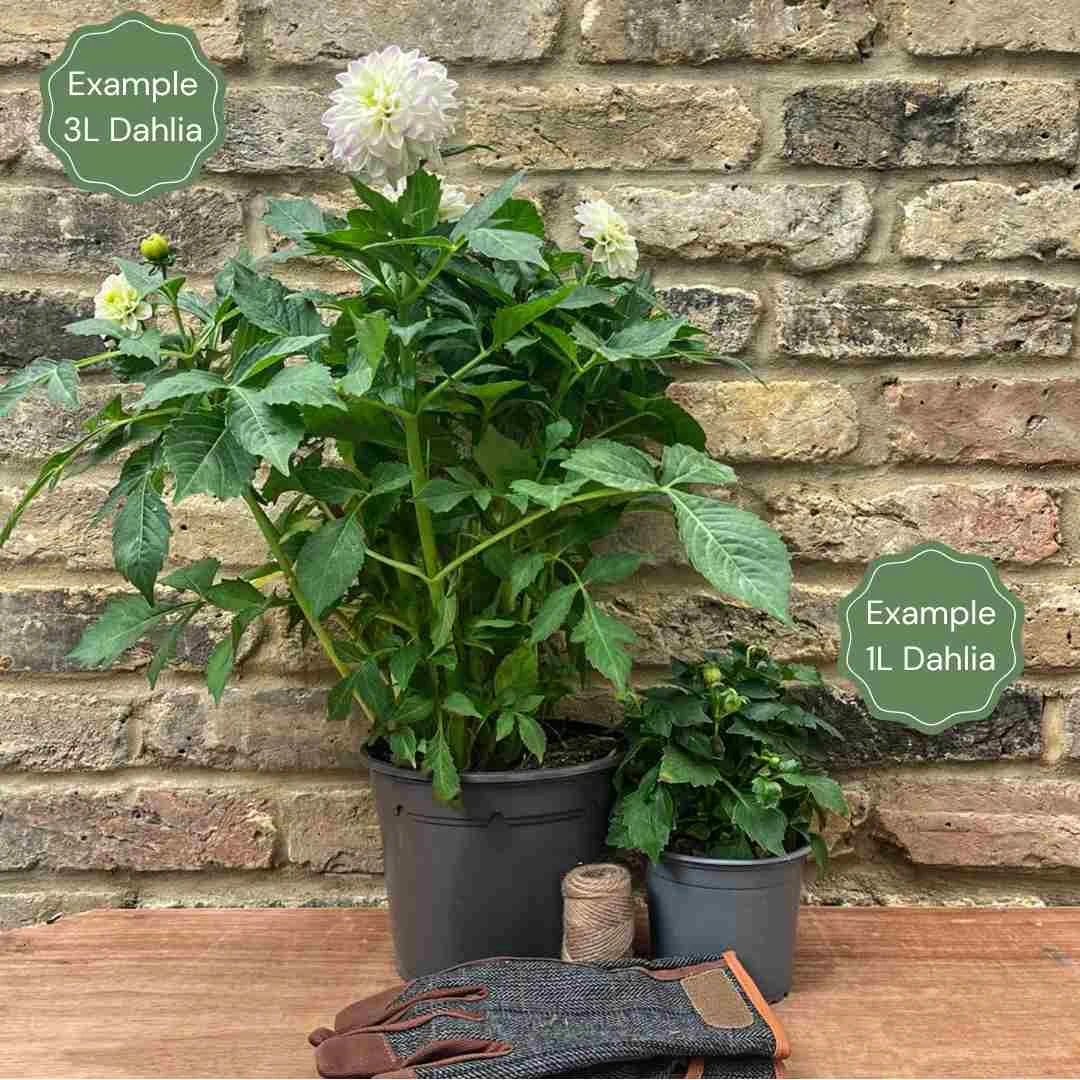 Dahlia 'Dutch Explosion' 2 Dahlia 'Dutch Explosion' - Image 2