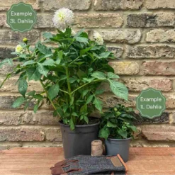 New Arrival -Plant Promotion Shop 1 3a4965b9 db8e 4328 b2a0 1f7e61aca436