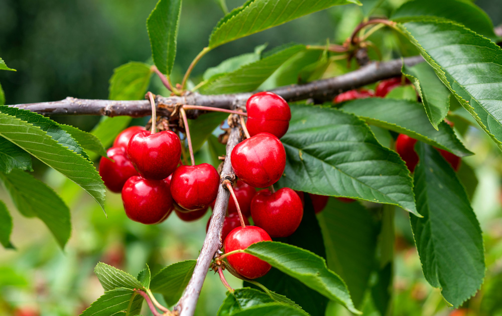 Plant Promotion Shop 11 Plant Promotion Shop -Plant Promotion Shop 2