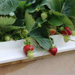 Cambridge Favourite Strawberry Plants -Plant Promotion Shop 24