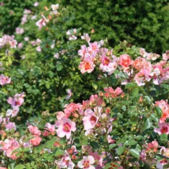'For Your Eyes Only' Floribunda Rose -Plant Promotion Shop 29