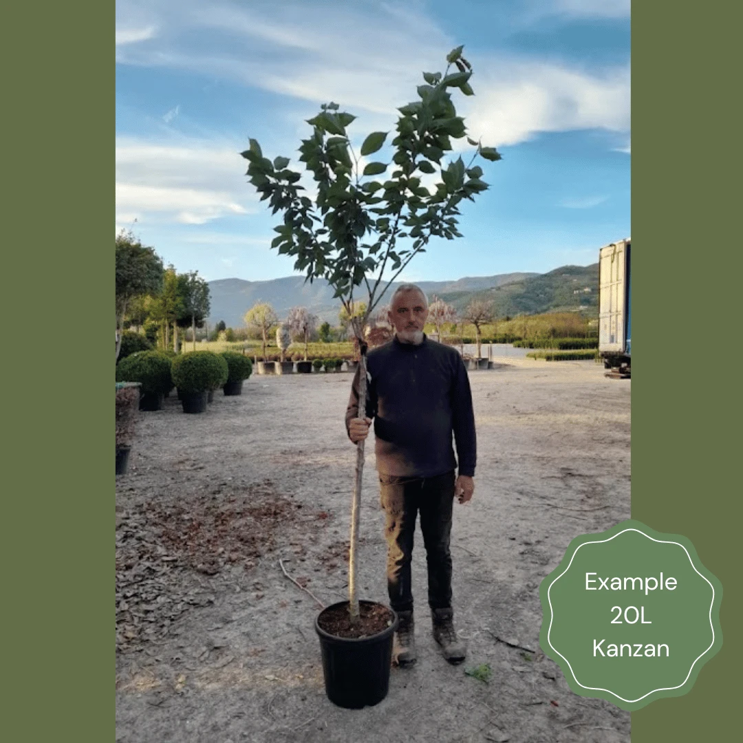 Japanese Cherry Blossom Tree | Prunus Serrulata 'Kanzan' 9 Japanese Cherry Blossom Tree | Prunus Serrulata 'Kanzan' - Image 9