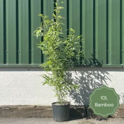 Green Bamboo | Phyllostachys Bisettii -Plant Promotion Shop 2 b8168d84 6f80 4cc3 9292 63e039294d91