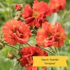 Geums Are Forever Collection -Plant Promotion Shop 2 c4409372 9a30 459a b7ea d8fdeca987fd