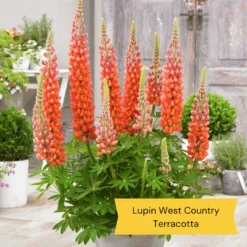 West Country Lupin Collection 8 West Country Lupin Collection -Plant Promotion Shop 2 c7459a82 e545 4484 b041 2d58fa4b796f