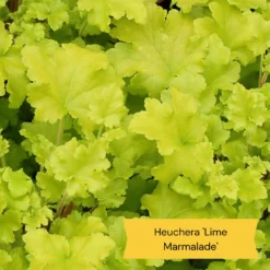 Sensory Garden Plants | Tactile, Bright & Fragrant -Plant Promotion Shop 2 e0bca582 5e28 4af5 9778 57cb26999684