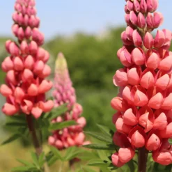 Lupin West Country Tequila Flame 7 Lupin West Country Tequila Flame -Plant Promotion Shop 31