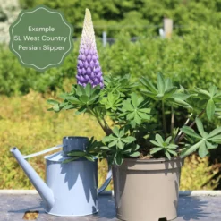 Lupin West Country Persian Slipper -Plant Promotion Shop 32
