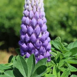 Lupin West Country Persian Slipper -Plant Promotion Shop 33