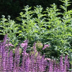 Salvia 'Rose Marvel' -Plant Promotion Shop 34