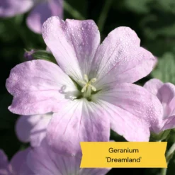 Best Ground Cover Plants | A Carpet Of Flowers 15 Best Ground Cover Plants | A Carpet Of Flowers -Plant Promotion Shop 3 10def73d 87a7 4423 aad3 fdf5c33f6c0a