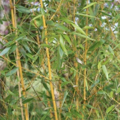 Golden Bamboo | Phyllostachys Aurea -Plant Promotion Shop 3 84d98edd dc4d 45d0 8aab e2ff1368fc70