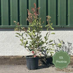 Photinia 'Red Robin' 14 Photinia 'Red Robin' -Plant Promotion Shop 3 b7201c58 b4ae 4adc b36d 73d905e78876