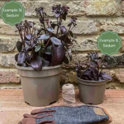 Sedum 'Rose Carpet' -Plant Promotion Shop 3 c3848293 f801 45a4 83a7 a7886cad3559