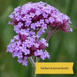 Best Tall Flowers | Perennials For Colour And Height 14 Best Tall Flowers | Perennials For Colour And Height -Plant Promotion Shop 3 d0d2a7b5 418d 4a62 9dc1 c70de579fdba