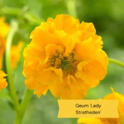 Geums Are Forever Collection -Plant Promotion Shop 3 dac91ab4 64d4 42a2 89e6 7b04f8f6d937