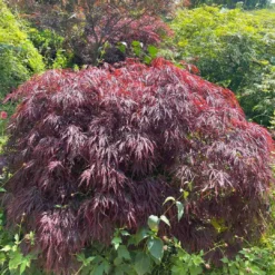 Red Weeping Japanese Maple Tree | Acer Palmatum 'Garnet' -Plant Promotion Shop 40