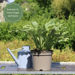 Hosta 'Sugar & Spice' -Plant Promotion Shop 47 374c027b 3d64 4403 9e7d 2a49de52e6d8