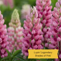 Best Tall Flowers | Perennials For Colour And Height 15 Best Tall Flowers | Perennials For Colour And Height -Plant Promotion Shop 4 23dd553d 857d 40c1 946c 56ab2ddc58ad