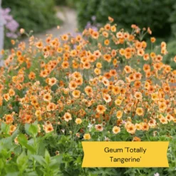 Geums Are Forever Collection -Plant Promotion Shop 4 97e7703f 2673 4a42 ab00 07cde4567536