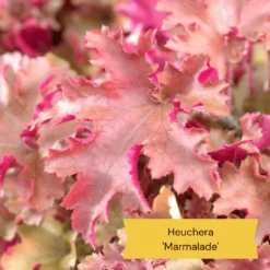 The All Year Round Heuchera Collection -Plant Promotion Shop 4 b61acf56 aa11 4ab4 85c2 3da2b41a4837