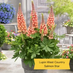 West Country Lupin Collection 10 West Country Lupin Collection -Plant Promotion Shop 4 cda8f4cd ed82 45a5 8fce 044d9f10f429