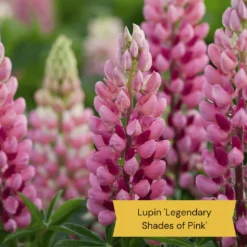 Top Tall Perennials | Plants For Height And Structure 19 Top Tall Perennials | Plants For Height And Structure -Plant Promotion Shop 4 ce6d9434 cc3c 4557 b729 602a123e514f