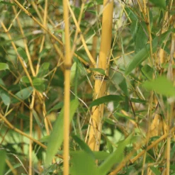 Golden Bamboo | Phyllostachys Aurea -Plant Promotion Shop 4 e9f7703c 1421 40d1 9bf2 177c9b5799d1