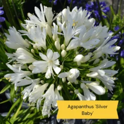 Top Tall Perennials | Plants For Height And Structure 20 Top Tall Perennials | Plants For Height And Structure -Plant Promotion Shop 5 485e8806 0f1c 43a6 ba75 0fe8eeab04b9