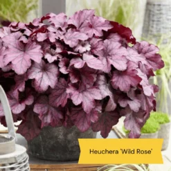 The All Year Round Heuchera Collection -Plant Promotion Shop 5 bd1b4245 f88b 42dd 9c4a e35a37bbf088