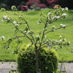 'Discovery' Semi-Dwarf Apple Tree -Plant Promotion Shop 6 4ad16f60 ffe1 4e89 9a19 19754bd35370