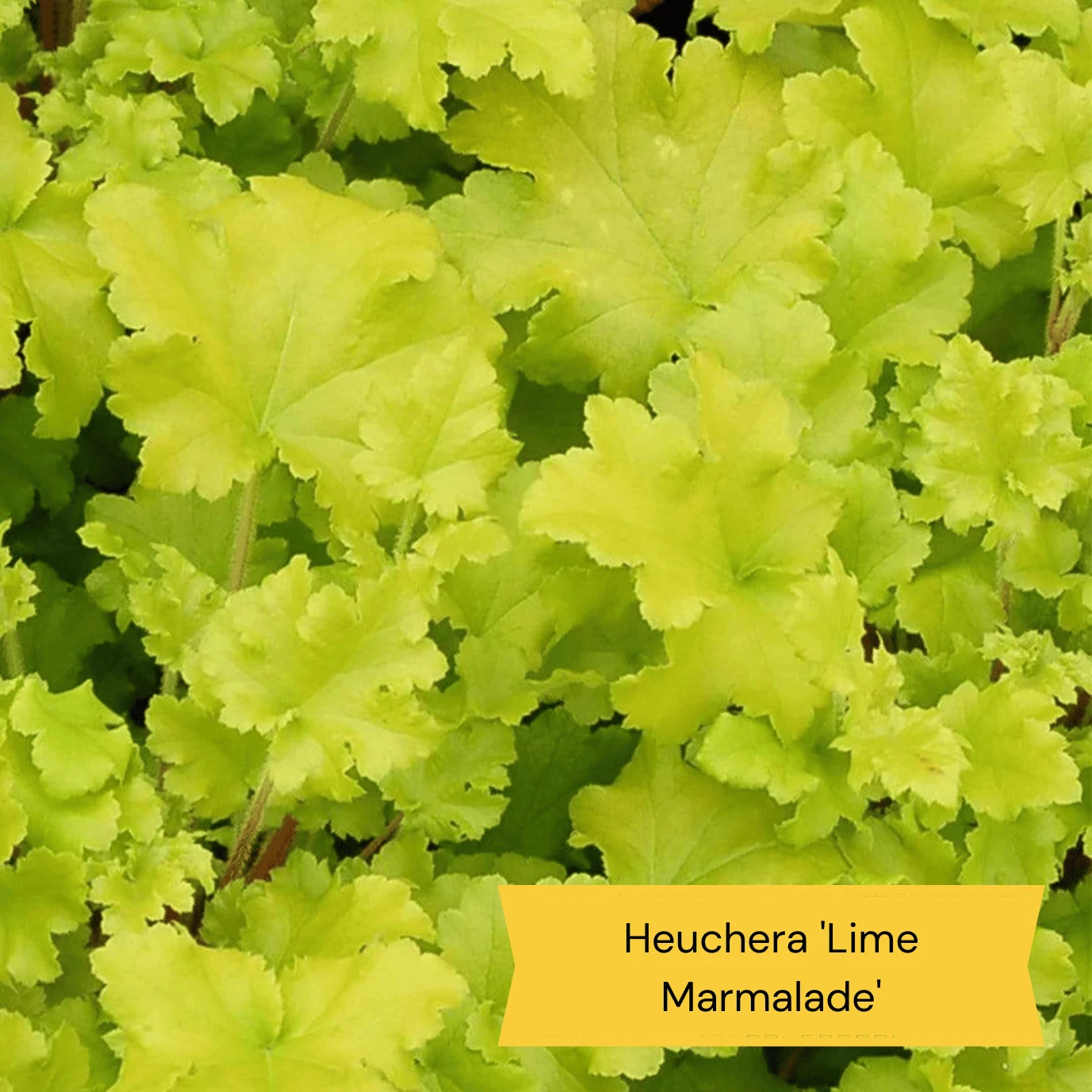 Best Ground Cover Plants | A Carpet Of Flowers 7 Best Ground Cover Plants | A Carpet Of Flowers - Image 7