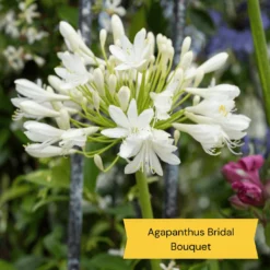 Best Tall Flowers | Perennials For Colour And Height 17 Best Tall Flowers | Perennials For Colour And Height -Plant Promotion Shop 6 c2c77175 3aa4 49a5 8066 b570c77636e2