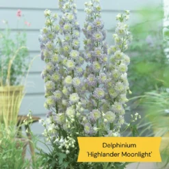 Top Tall Perennials | Plants For Height And Structure 13 Top Tall Perennials | Plants For Height And Structure -Plant Promotion Shop 8 4b684192 fadd 454e 8bf3 2aa302751584