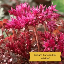 Best Ground Cover Plants | A Carpet Of Flowers 20 Best Ground Cover Plants | A Carpet Of Flowers -Plant Promotion Shop 8 d9d06a2e 4429 4d67 a453 d8bf6136edae