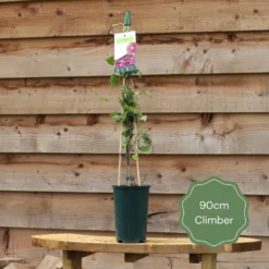 Ceanothus 'Concha' -Plant Promotion Shop 90cm Climber 80da3f0f 574d 4ecc 9fe8 45be1b36bddb