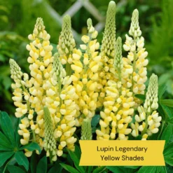 Top Tall Perennials | Plants For Height And Structure 14 Top Tall Perennials | Plants For Height And Structure -Plant Promotion Shop 9 27d1ab8e d7f5 47e6 964e 1b936bd94d27