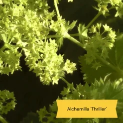 Best Ground Cover Plants | A Carpet Of Flowers 21 Best Ground Cover Plants | A Carpet Of Flowers -Plant Promotion Shop 9 8dafed11 8be0 4fd6 9703 440d32544ae9