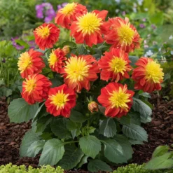 12 Annuals For Pots | The Waterloo Sunset Collection | Petunia, Dahlia & Begonia 11 12 Annuals For Pots | The Waterloo Sunset Collection | Petunia, Dahlia & Begonia -Plant Promotion Shop AB0024 1 1ce64d65 47d7 4560 9627 39a044dee6f1