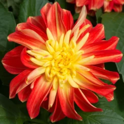 12 Annuals For Pots | The Waterloo Sunset Collection | Petunia, Dahlia & Begonia 10 12 Annuals For Pots | The Waterloo Sunset Collection | Petunia, Dahlia & Begonia -Plant Promotion Shop AB0024 2 a8038d7c d177 4938 afd5 9349fecdd701