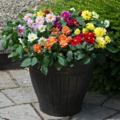 40 Mixed Dahlia 'Figaro' Plug Plants -Plant Promotion Shop AB0101 1